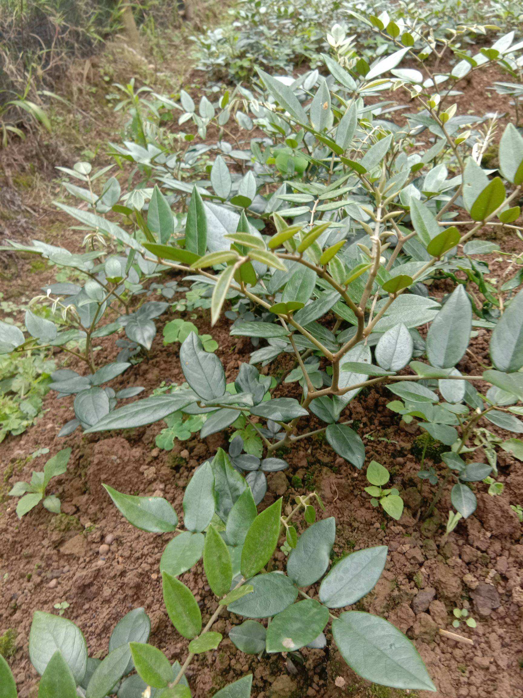 山豆根种植技术