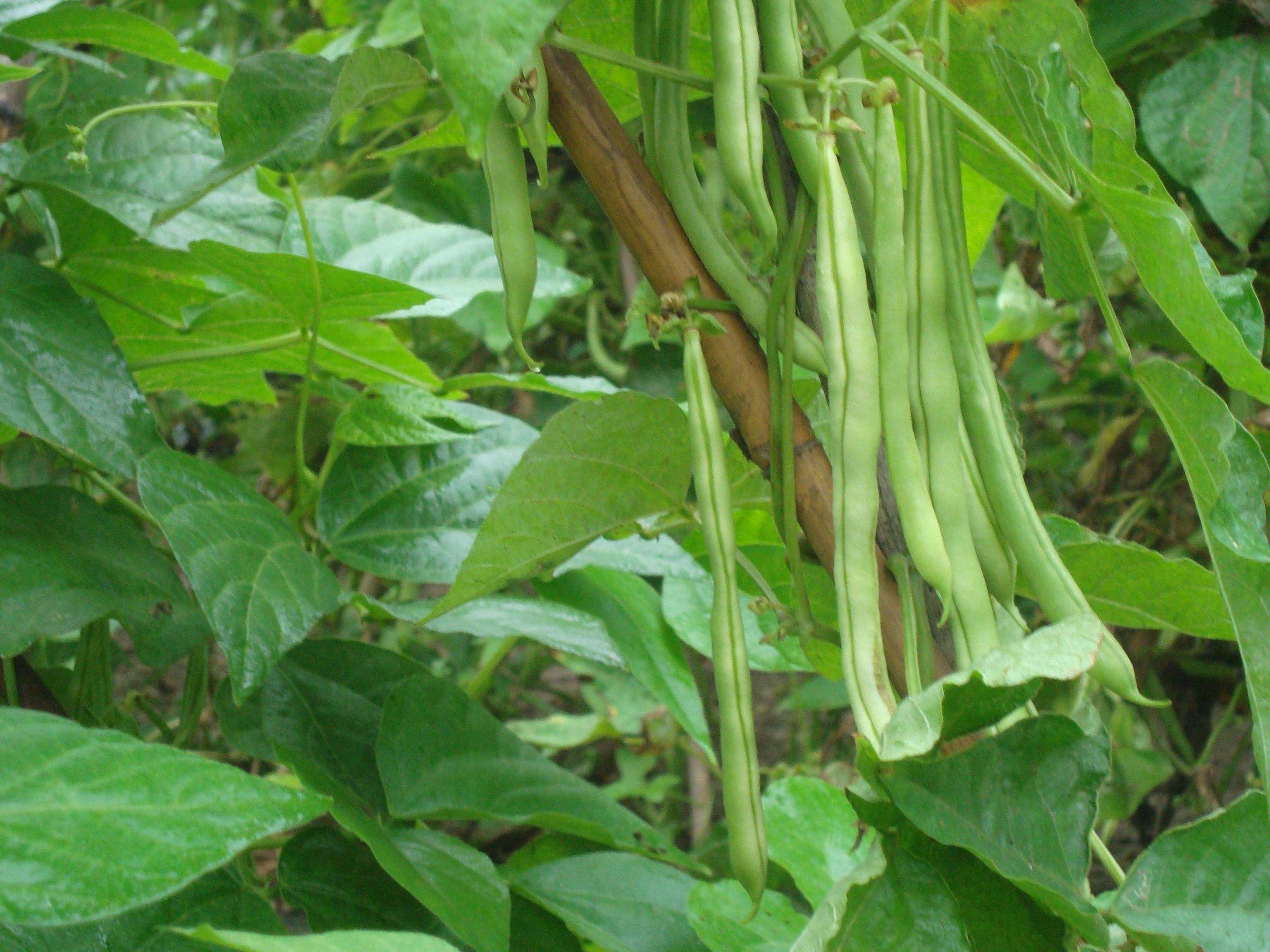 适合春天种植的蔬菜