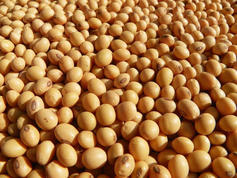 大豆抓好关键时期产量高