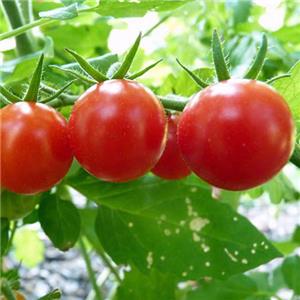 恒青生态农业园-小番茄