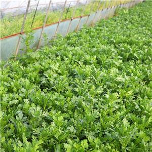 新世纪有机示范园-茼蒿