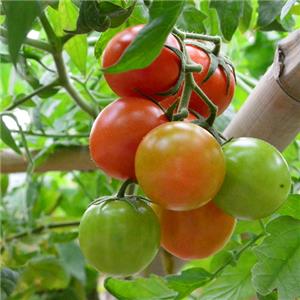 绿眼农业-西红柿