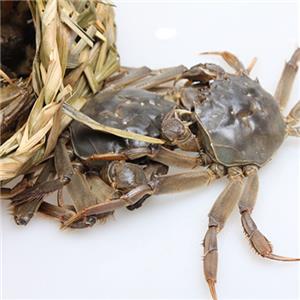 国培家庭农场-螃蟹