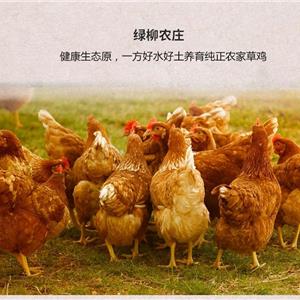 绿柳农庄-鸡
